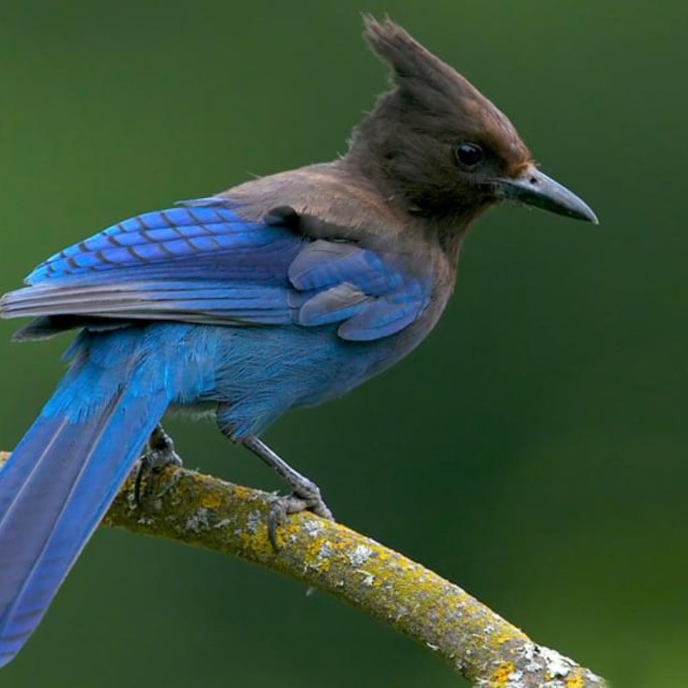 Meet your Posher, Jay